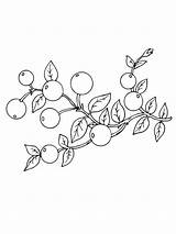 Coloring Pages Cranberry Print Berries Color Recommended Kids sketch template