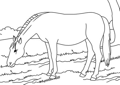 horse  printable coloring page  print  color
