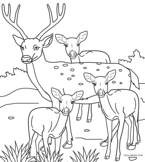 coloring pages  realistic deer red deer coloring pages