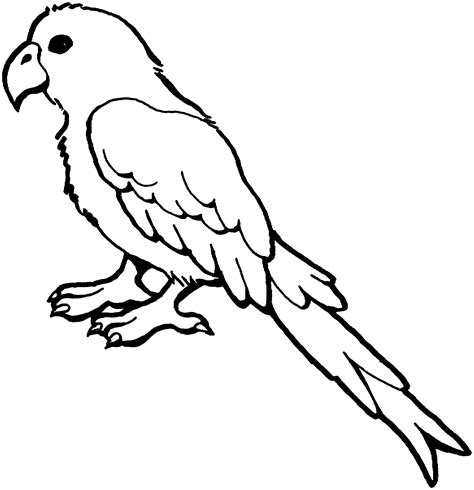 parrot  macaw coloring pages