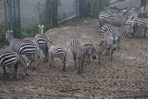 burgers zoo  safaripark arnhem holandia opinie