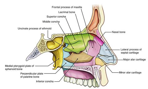 image result  nasal cavity bones nasal cavity anatomy medical anatomy