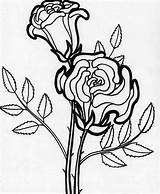Rose Flower Drawing Blooming Coloring Pages Flowers Getdrawings Color Paintingvalley Choose Board sketch template