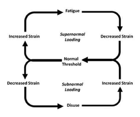 simplified schematic diagram illustrating  negative feedback loop