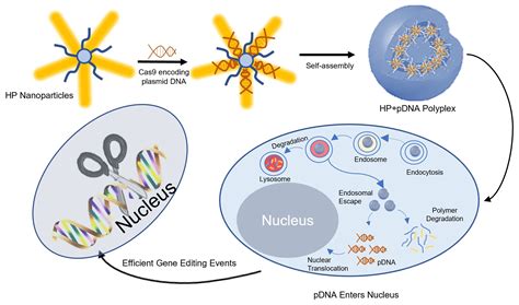 cells  full text delivery  crisprcas plasmid dna  hyperbranched polymeric