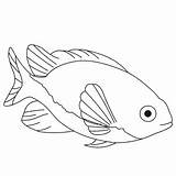 Damselfish Draw Step Wedrawanimals sketch template