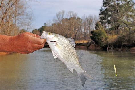 tips  tricks  white bass fishing great days outdoors