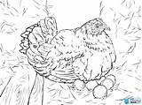 Coloring Hen Eggs Laying Chicken Pages Printable Nest Supercoloring Colouring Drawing Adult Egg Sheets Choose Board Intended Categories sketch template
