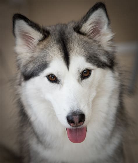 siberian huskies iditarod