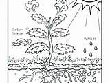 Photosynthesis Coloring Pages Science Drawing Life Color Getdrawings Getcolorings Sheet sketch template