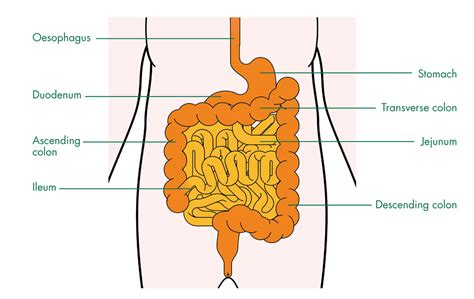 small intestine diagram anatomy