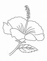 Hibiscus Coloring Pages Flower Printable Print Kids sketch template