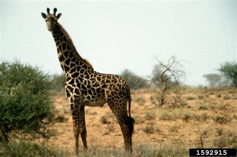 masai giraffe giraffa camelopardalis tippelskirchi
