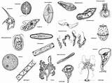 Reino Protista Monera Reinos Classification Biologia Organismos Seres Protoctista Vivos Protistas Algas Protists Escolha Pasta Fungi sketch template