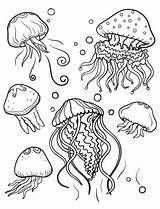 Jellyfish Medusas Colorings Disimpan sketch template