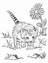 Kitten Realistic Drawing Coloring Getdrawings sketch template