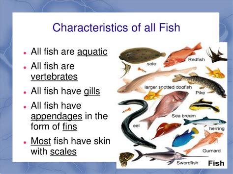 chapter  notes fish powerpoint    id