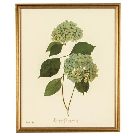 collection  framed botanical art prints