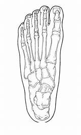 Foot Ankle Drawing Skeleton Getdrawings sketch template