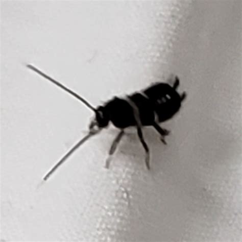 identifying small black bug thriftyfun