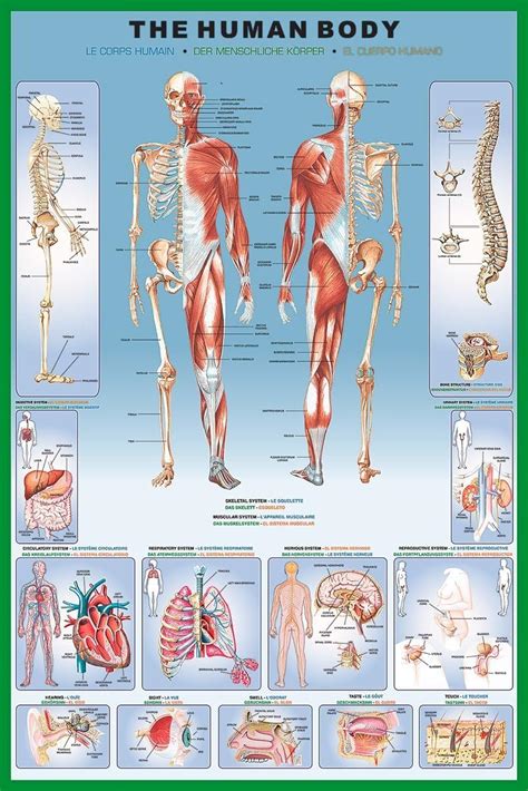 amazoncom laminated illustrated human body educational anatomy chart poster  home kitchen