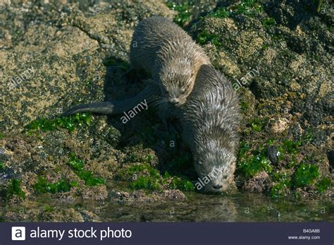 Marine Otter Lontra Felina Or Chungungo Endangered Chiloe Island