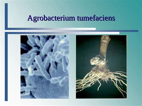 agrobacterium tumefaciens boku agrobacterium tumefaciens