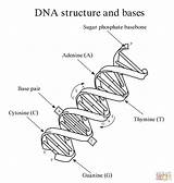 Dna Coloring Structure Worksheet Pages Double Helix Replication Drawing Key Bases Easy Molecule Answer Rna Printable Kids Answers Sheet Biology sketch template