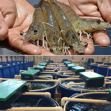 shrimp ras farming  india  full guide agri farming