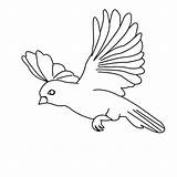 Flying Bird Coloring Drawing Pages Parrot Simple Birds Amazing Print Kids Color Flight Cartoon Sparrow Floating Sketch Cute Owl Printable sketch template