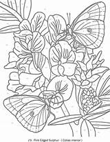 Coloring Color Pages Butterfly Number Butterflies Numbers Adult Adults Haven Printable Creative Colouring Book Doverpublications Papillon Dover Publications Mariposas Vlinders sketch template