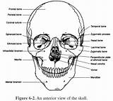 Skull Skeletal System Anatomy Human Bones Coloring Pages Worksheets Worksheet Osteology Study Cranium Help Kids Educational Face Skulls Learning Printable sketch template