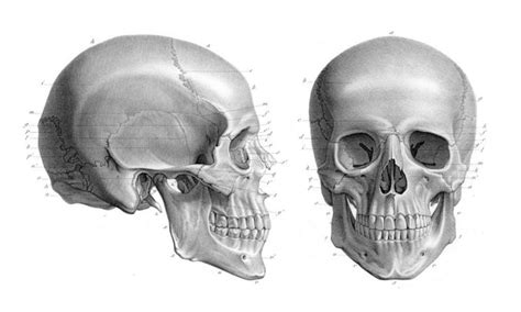 bones   skull facty health