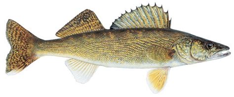thousands  walleye dead possibly due  vhs lake scientist
