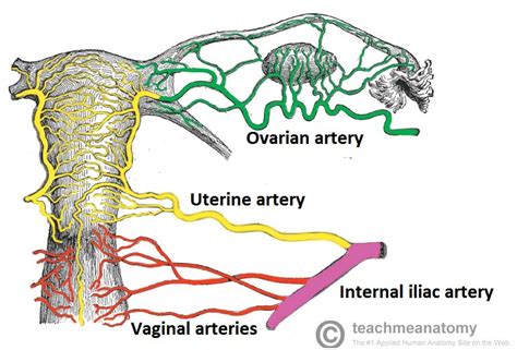 The Vagina Structure Function Histology Teachmeanatomy