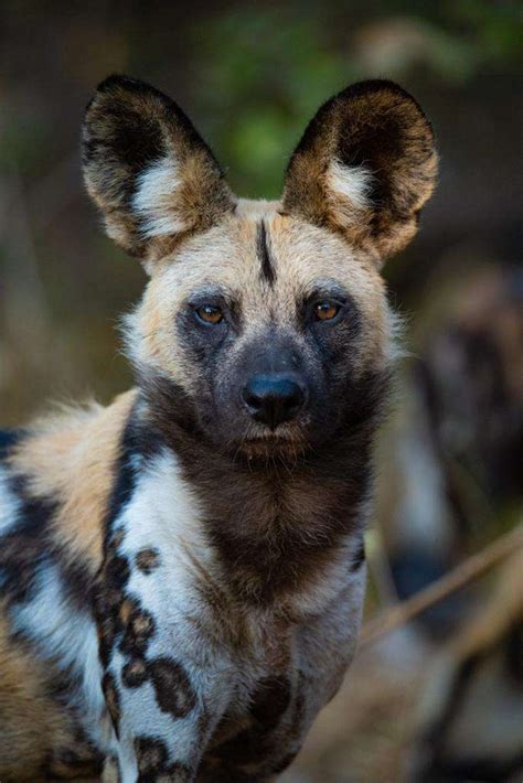 facts  places   african wild dogs wilderness