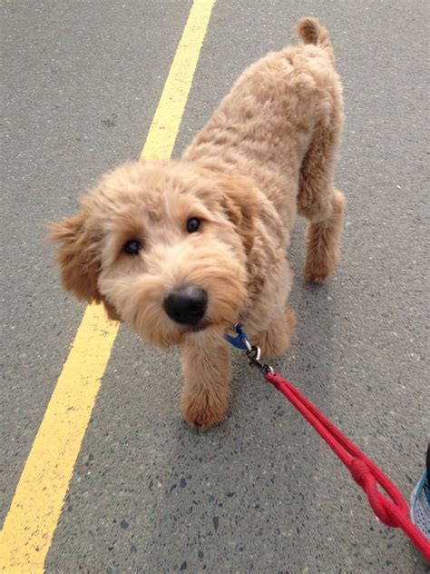 goldendoodle gave    cuties  bath today  work biggest