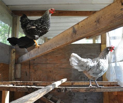 Lim Yang Nice Chickens Staying In Coop All Day