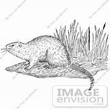 Muskrat Clipart Shore Royalty Illustration Vector Jvpd Clipground sketch template