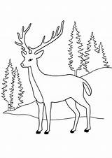 Reindeer Deer Tulamama sketch template