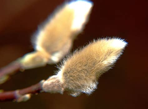 Hd Wallpaper Pasture Kitten Pussy Willow Bud Fluffy Hairy Close