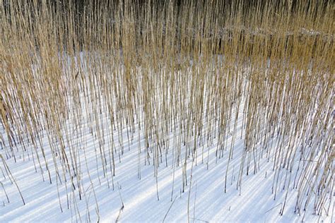 arcering riet sneeuw ijs licht en schaduw birgit speulman flickr