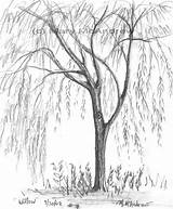 Willow Coloring Pages Weeping Tree Drawing Color Getdrawings Getcolorings Printable sketch template