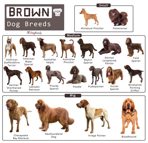 list  big medium small brown dog breeds  pictures