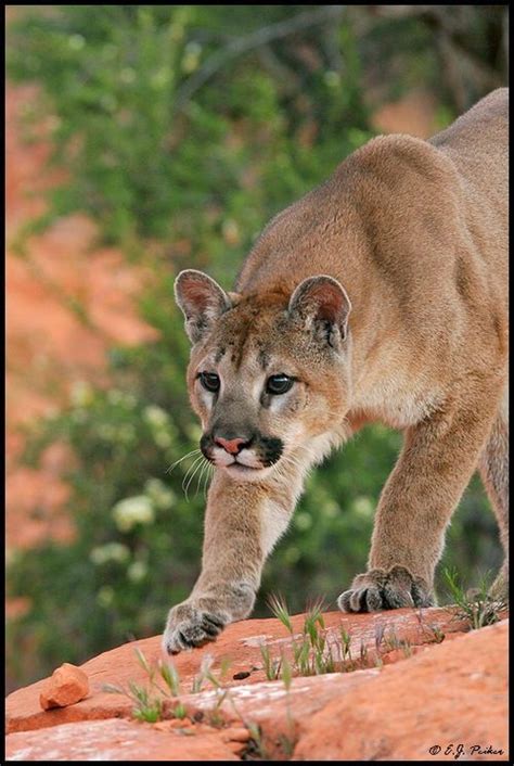 49 Best Cougars Images On Pinterest Big Cats Beautiful