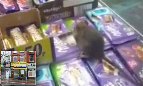 shoppers left shocked as they spot a rat snacking on chocolate bars in liverpool daily mail online