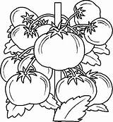 Colorat Legume Fructe P41 Planse Primiiani sketch template