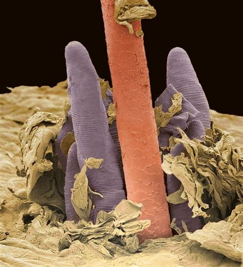 eyelash mites google search eyelash mites insect print