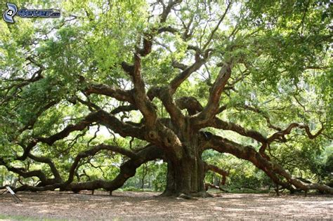 huge tree