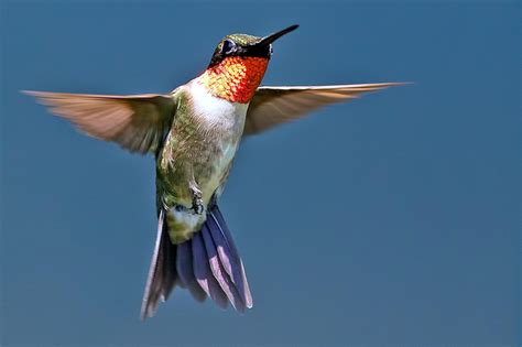 fun facts  hummingbirds audubon  york